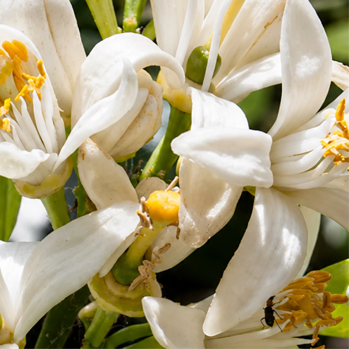 Neroli, orange blossom, the botanical Dipsy uses in Malli Malli