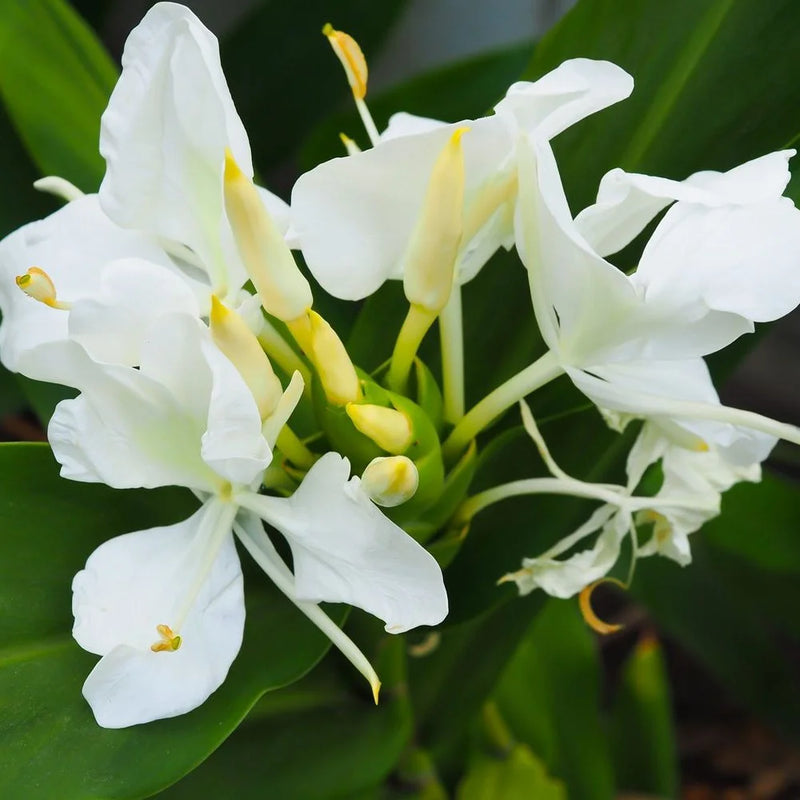 Ginger Lily