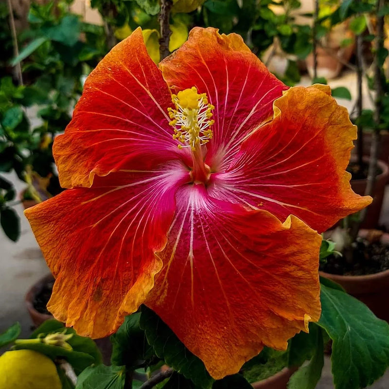 Hibiscus