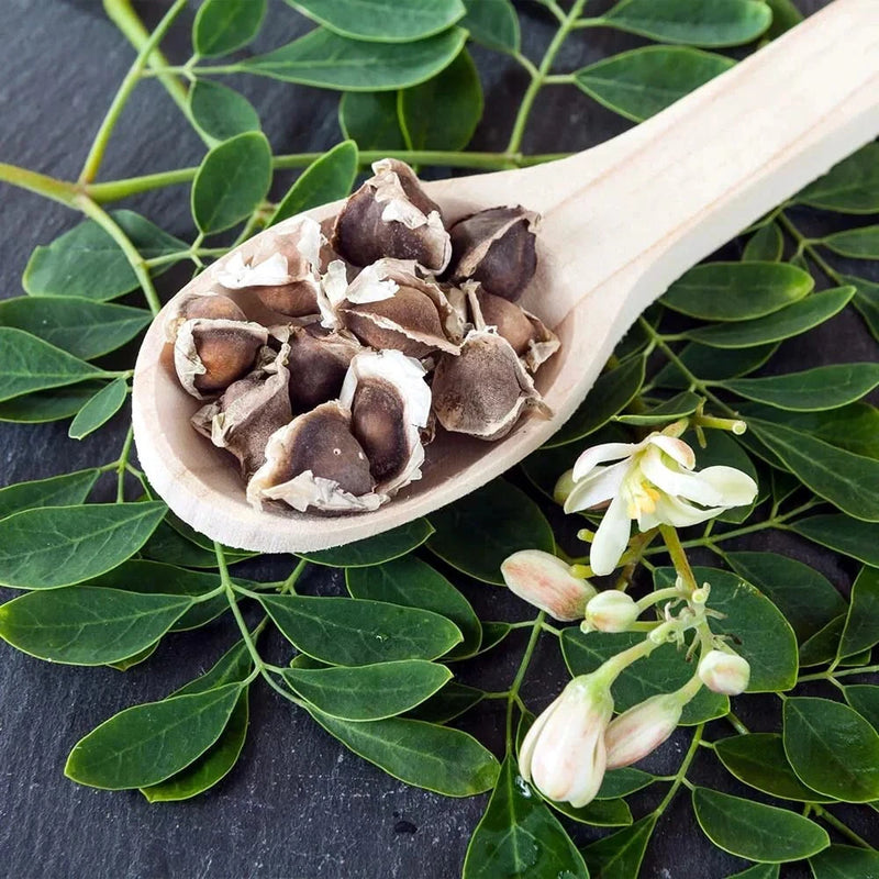 Moringa