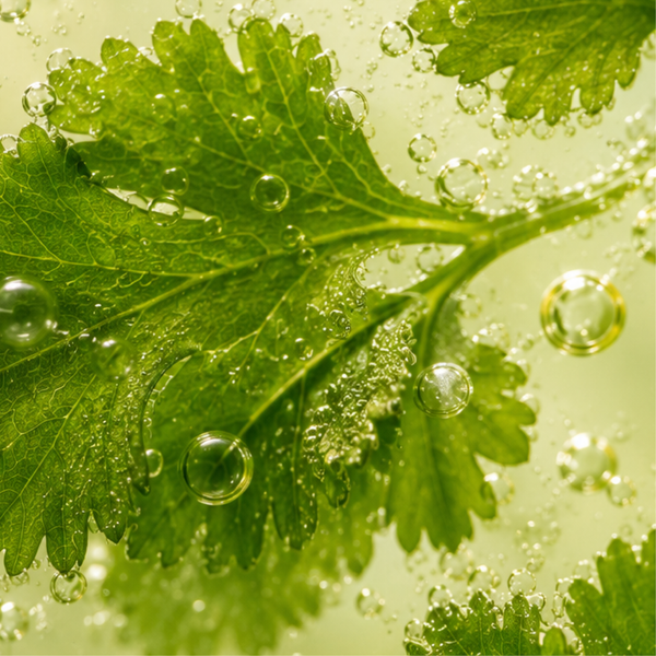 Fresh coriander, the hero botanical in Dipsy Malli Malli moisturizer