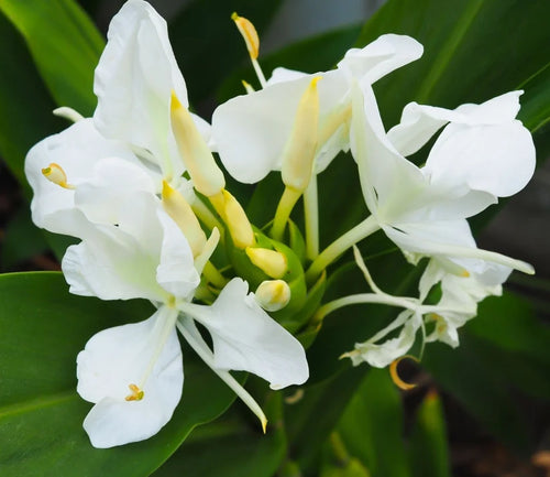 White ginger lily flowers, Hedychium coronarium, in bloom