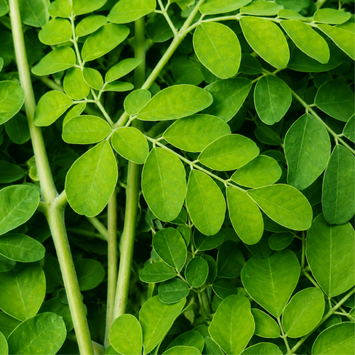 Moringa from Tuticorin, used in Dipsy Teja Mandara double cleanser